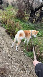 Akita inu con pedigree per monta