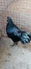 Galline Cenami