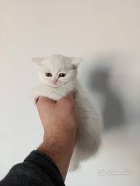 Cuccioli di gattini scottish straight e fold