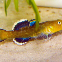 Ghiozzo del deserto - Chlamydogobius eremius
