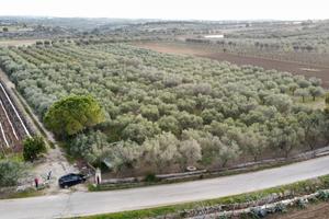 Uliveto C.da BELVEDERE (Zona RIGGIO)