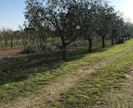 Terreno agricolo