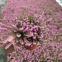 Erica xdarleyensis v.14