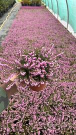 Erica xdarleyensis v.14