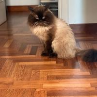 Sergio - siberiano per accoppiamento etico