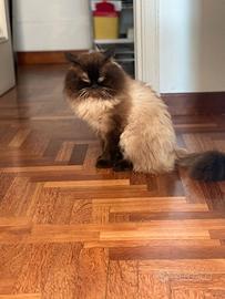 Sergio - siberiano per accoppiamento etico