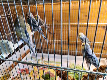 Famiglia di cocorite