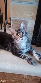 Maine coon