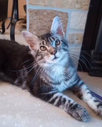 Maine coon