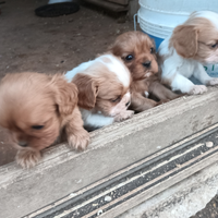 Cavalier king