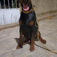 Dobermann maschio