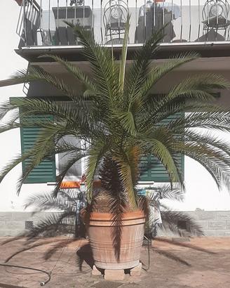 Pianta palma