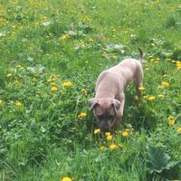 Cane corso