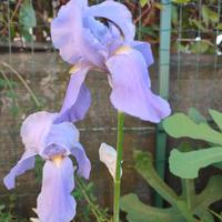 7 Rizomi Iris Pallida