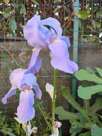 7 Rizomi Iris Pallida