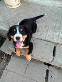 Cucciola bovaro del bernese