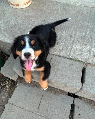 Cucciola bovaro del bernese