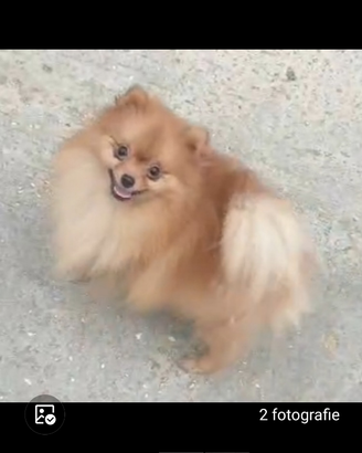 Spitz