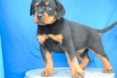 Rottweiler pedigree ENCI
