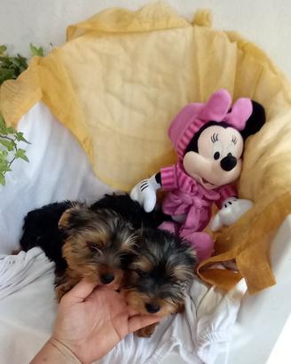 Cuccioli yorkshire puri