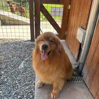 Cuccioli Golden retriever americano