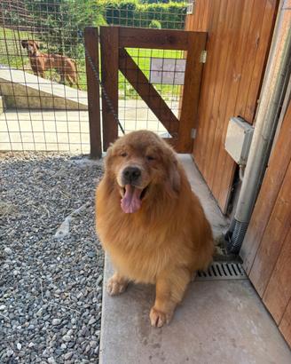 Cuccioli Golden retriever americano