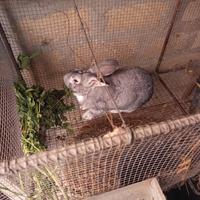 Coppia di conigli fattrici