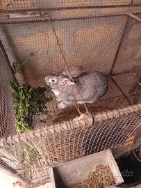 Coppia di conigli fattrici