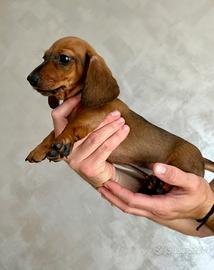 Cucciolo di bassotto