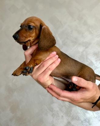 Cucciolo di bassotto