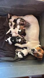 Jack russel