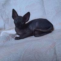 Cuccioli di sphynx trasporto in tutta italia