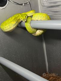 Morelia Viridis