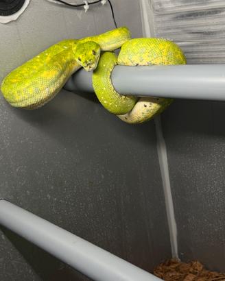 Morelia Viridis