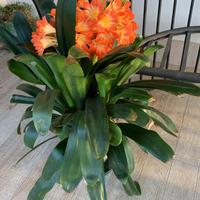 Piante di Clivia