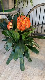 Piante di Clivia