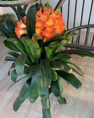 Piante di Clivia
