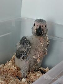 Pappagallo cenerino allevato a mano