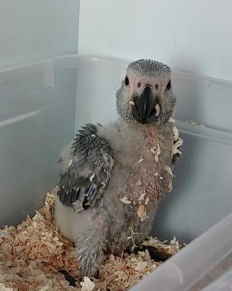 Pappagallo cenerino allevato a mano