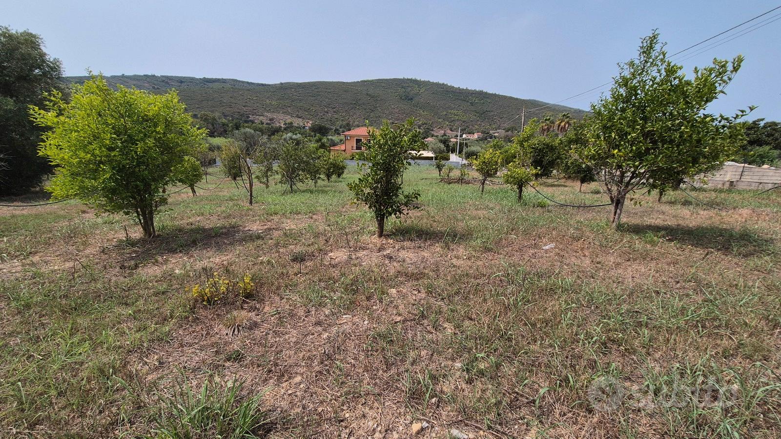 Terreno agricolo 2.000 mq recintato - Castellabate - Vista 4