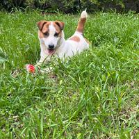 Jack Russell disponibile per monta
