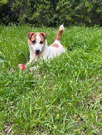 Jack Russell disponibile per monta