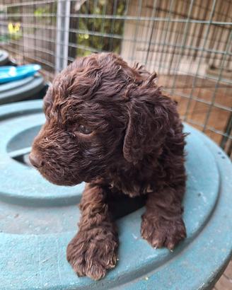 Cuccioli di Lagotto romagnolo nati il 14/07