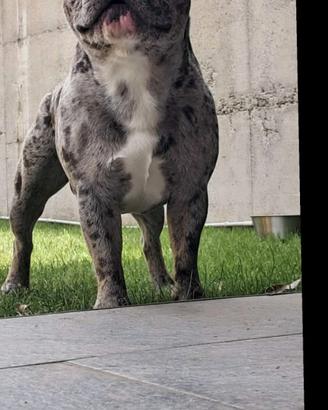 Bulldog francese PER MONTA