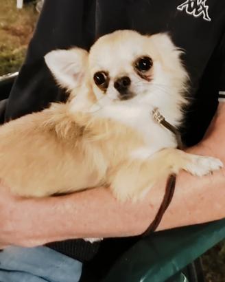 Chihuahua maschio pelo lungo