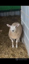 Texel agnella