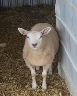 Texel agnella