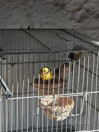 Canarini con voliera da cova
