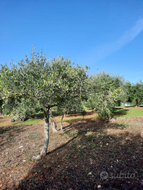 Terreno con ciliegi e ulivi