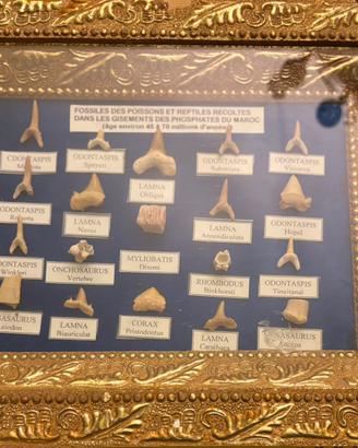 Marocco fossili denti vertebre pesci rettili